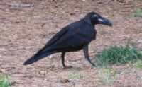 crow