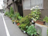 sidewalk garden