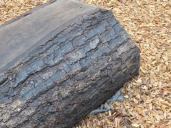 Logs, bark still on, not on gravel