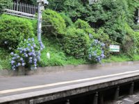 hydrangeas growing by
the subway